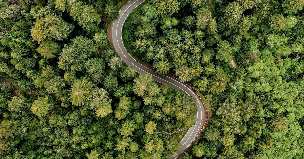 Carretera sinuosa que atraviesa un bosque denso de secuoyas en Westport, California, EE.UU.